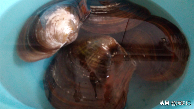 蚌肉怎么洗，蚌肉的清洗方法（如何处理新鲜河蚌）