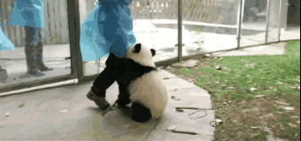 小熊猫和大熊猫，小熊猫是幼年的大熊猫吗（“小熊猫”不是小熊猫）