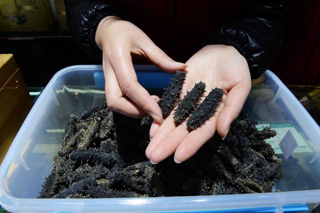 海参保质期多久，发好的海参冷冻的保质期多久（干海参也有保质期）