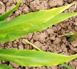 为什么我种的风姜叶子变黄了，姜叶为什么会变黄（可能是这些原因造成的）