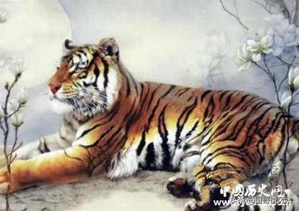 属虎的人都有哪些性格特点，属虎的人都有哪些性格特点男（生肖虎简介：生肖虎是怎么来的）