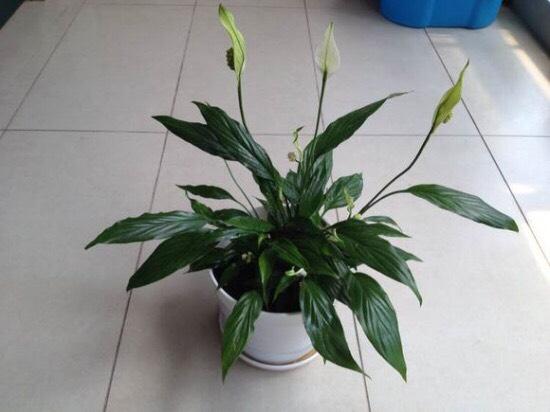 一帆风顺怎么养，一帆风顺如何养（注意光照、温度和浇水）