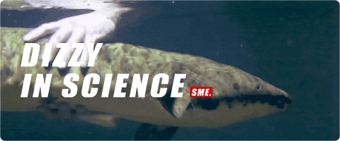 总鳍鱼的特点（如今只能在非洲老哥的饭桌上挣扎）