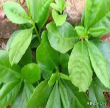 碱蓬菜的功效与作用，碱蓬的功效与作用（山野菜大全）