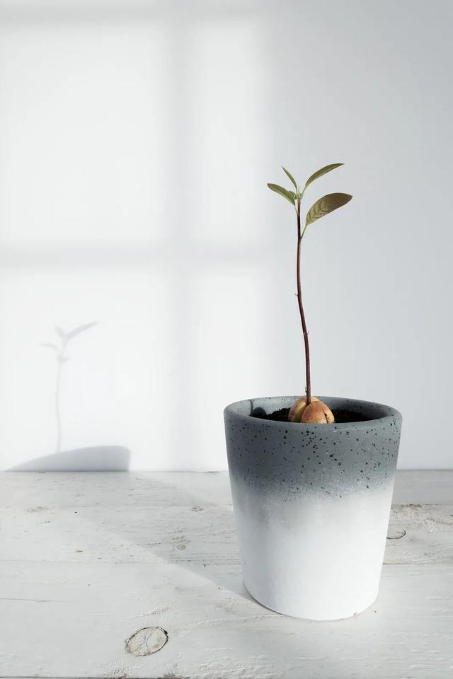 牛油果种子怎么种，牛油果的核怎么种才能发芽（我才不管牛油果好不好吃）