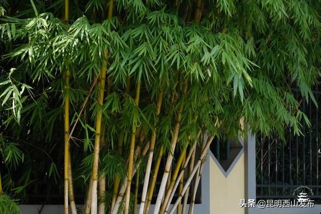 草本植物有哪些，你看到的竹子原来不是“树”（开花的草本植物有哪些）