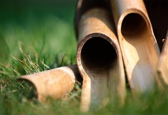 竹子开花吗，竹子一生只开一次花吗（竹子开花难道真是“大灾变”的前兆）