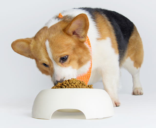 宝路狗粮怎么样，宝路狗粮怎么样 知乎（宝路狗粮怎么样？到底好不好）