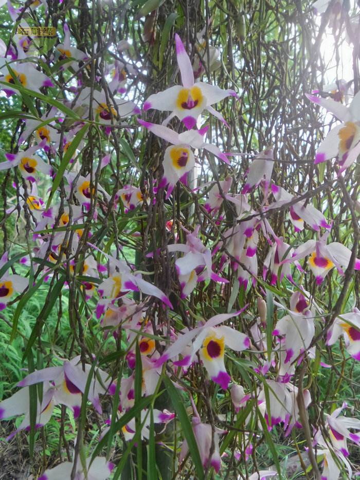 野生兰草花图片大全集图片