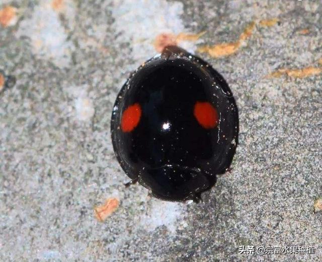 水果虫子到处飞怎么处理，水果虫子到处飞怎么处理视频（在果树叶片上看见有丝网与粪便）