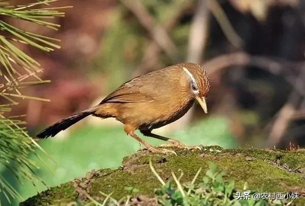 什么是农转用指标农保调整，农转用指标是什么意思（画眉鸟比较常见的几种病症介绍及治疗方式）