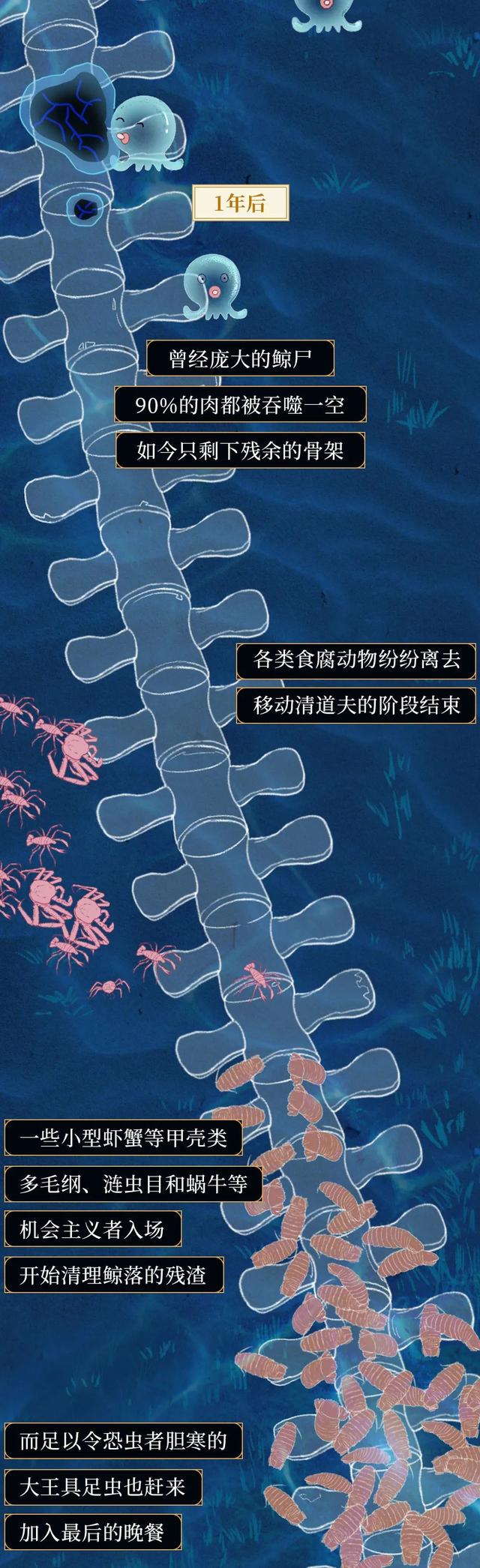 一鲸落万物生什么意思，万物生是什么意思（深入解析什么是“一鲸落）