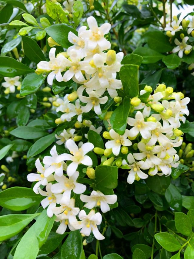 九里香什么时候开花，九里香怎么养才能开花（夏天“最香的”6种花）