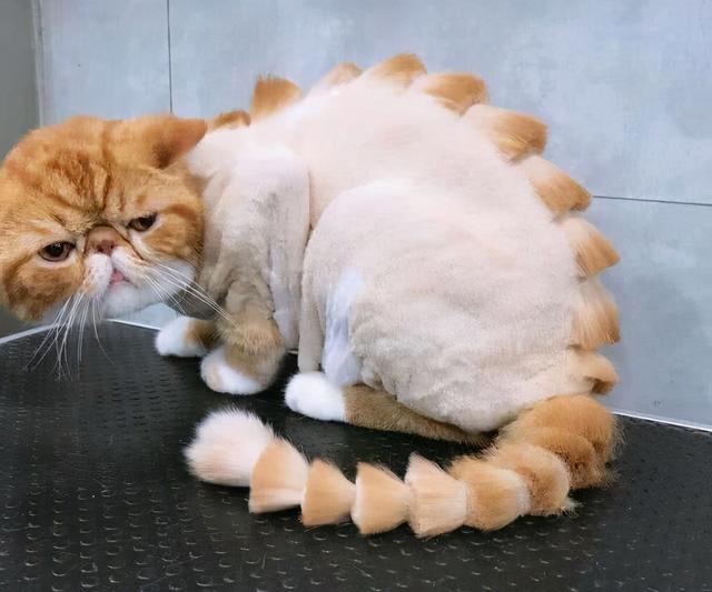 猫咪为什么怕黄瓜，为什么猫会怕黄瓜（千万不要对猫咪做这些事情）