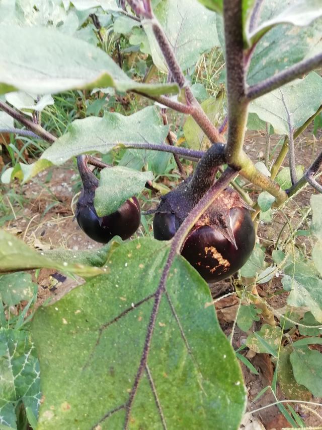 可以用什么表示颜色的词语写茄子，茄子怎么形容的颜色词语（指导孩子进行作文观察）