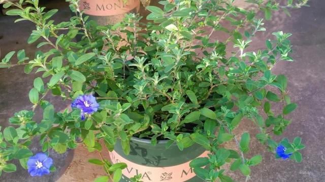 什么花是蓝色的，什么花是淡蓝色的（夏季种花就得选“清凉花”）