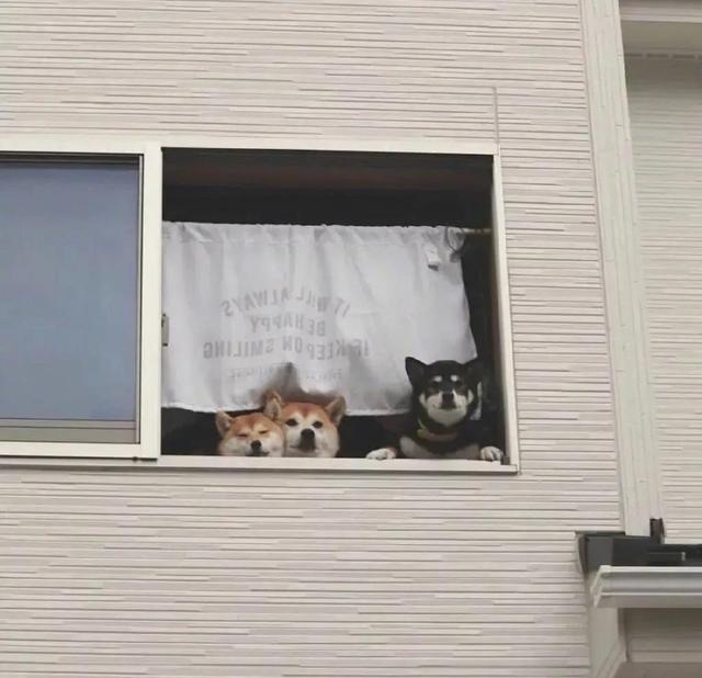 单身贵族头像，单身贵族头像(不要会员)（单身贵族头像 单身限定）