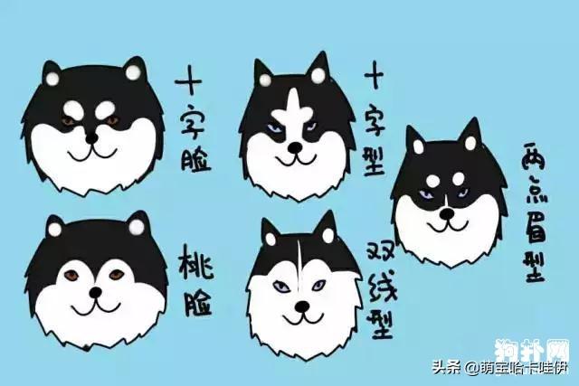 阿拉斯加犬和哈士奇，阿拉斯加犬跟哈士奇（阿拉斯加犬舍）