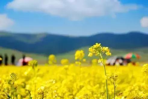 油菜花开的季节，适合家庭室内养的花与绿植（2019年全国油菜花开放时间表）