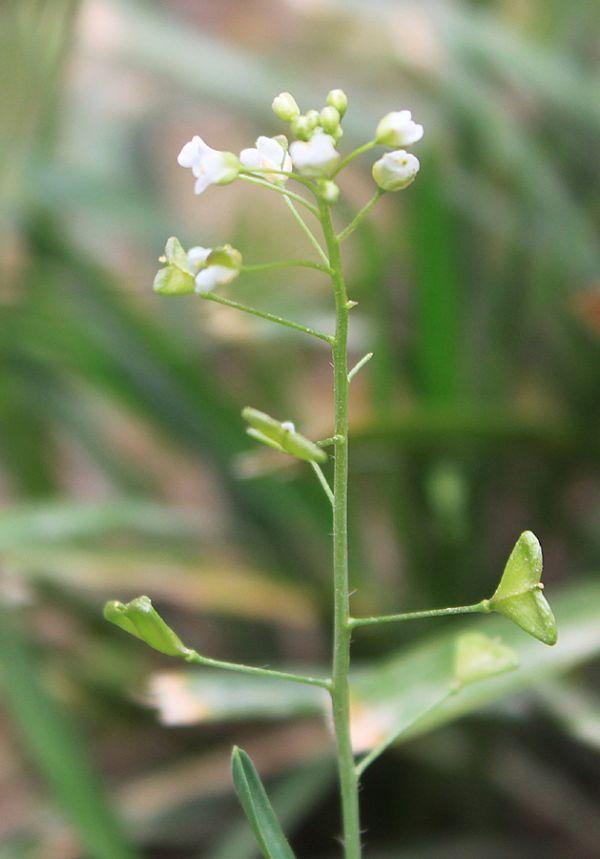 农村野花名称大全，十种好看的野花（你能叫出几种证明你是农村人）