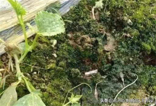 青苔怎么快速清除，怎么清除青苔最快（菜农朋友可用这2招除去）