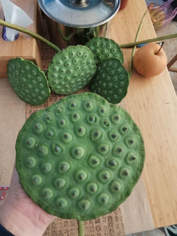 荷花怎么种植方法 荷花如何种植，荷花怎么种植方法（清水就能“出芙蓉”）