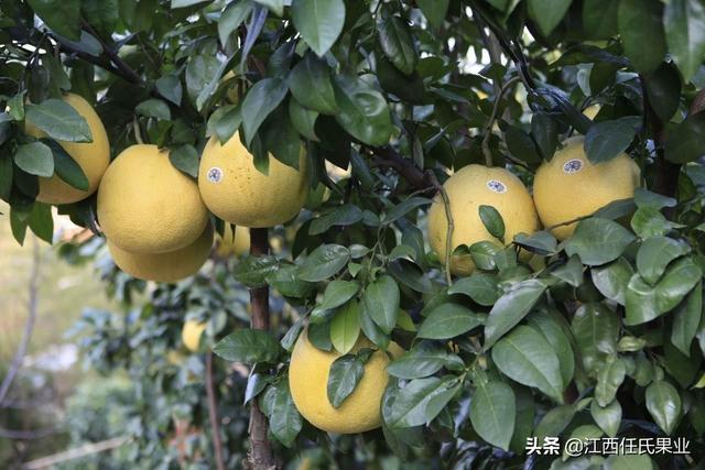 马家柚什么时候熟，马家柚什么时候熟的（黎川马家柚病害防治与管理方法）