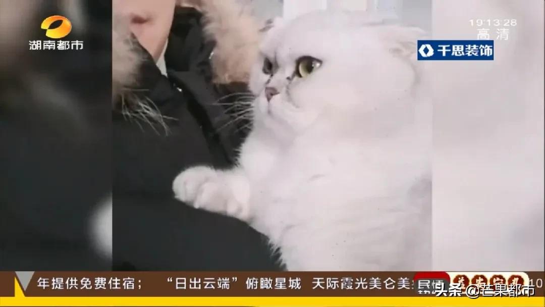 给猫洗澡多少钱 给猫洗澡能杀死跳蚤吗