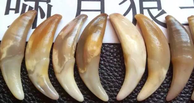 二代合成猛犸牙（说说文玩各种“牙”）