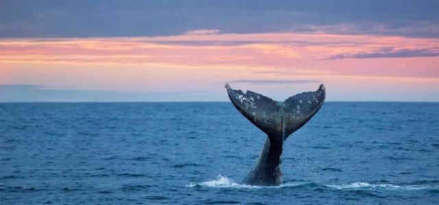 藤壶长在鲸鱼身上疼吗，藤壶在鲸鱼身上疼吗（看看海龟、鲸和船舶的下场就懂了）
