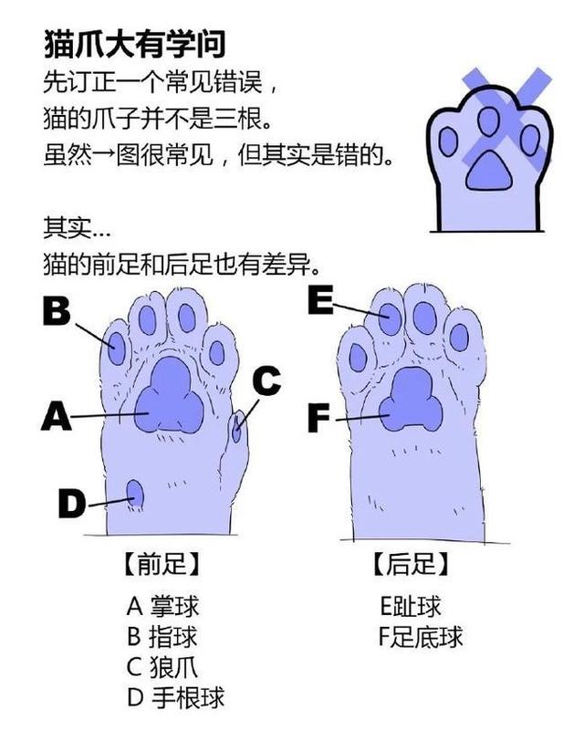 猫爪怎么画简单又可爱，35萌萌哒猫爪怎么画（非常全面的教你如何绘画出一只可爱的猫咪）