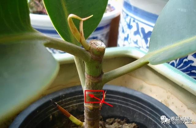 橡皮树的寓意是什么，花匠带你养花之橡皮树养护知识大全