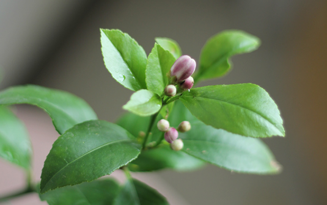 柠檬花的养殖方法和注意事项，养柠檬花要注意什么（一年四季都能开花结果的香水柠檬）