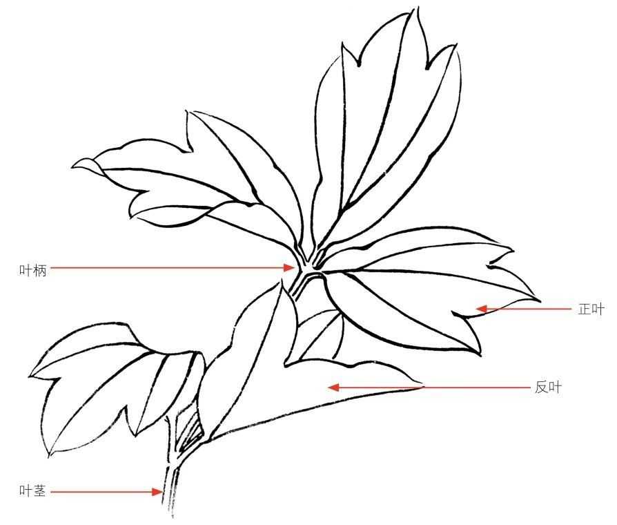 工笔画牡丹的结构