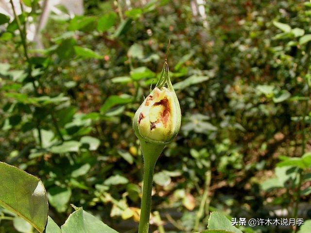 月季常见病虫害及防治方法，月季的病虫害防治（十二种月季常见病害防治教程）
