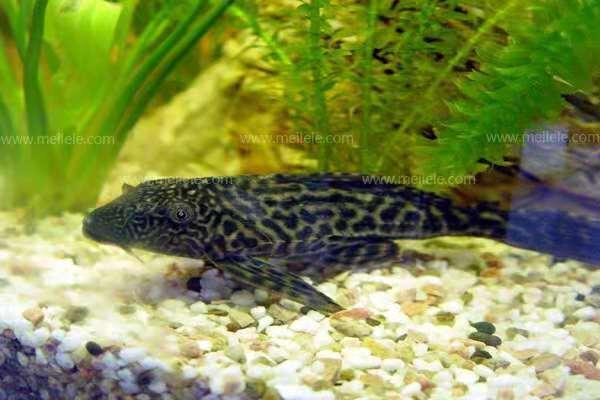 养草金鱼最怕什么，饲养草金鱼必须注意的事项有哪些（饲养清道夫鱼最低温度是多少）