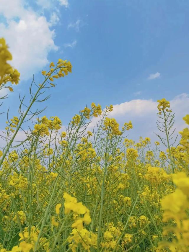 昆明好玩的地方，昆明好玩的地方排行榜（12个昆明近郊亲子自驾游好去处）