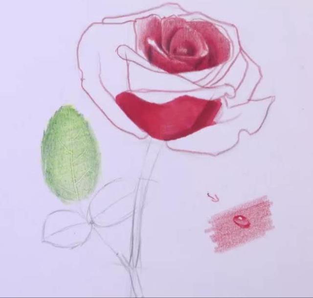 玫瑰花的简笔画，玫瑰花简笔画画法详解（教你掌握3个步骤画出“蔷薇玫瑰”）