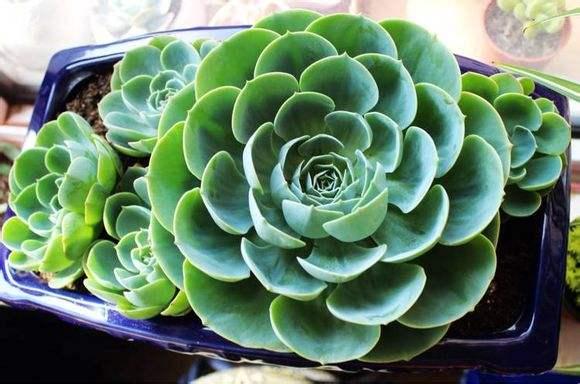 多肉植物玉蝶怎么养新手必看，记好3点养护细节