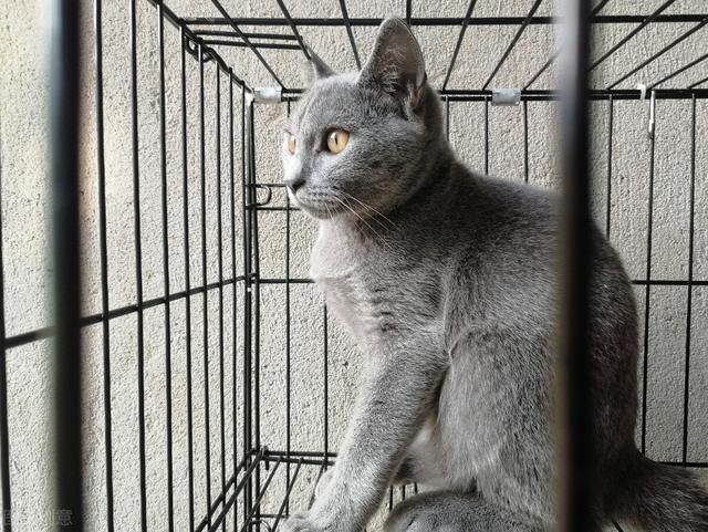 怎么给猫洗耳朵，猫咪耳朵里的耳螨怎么清理（养猫日记：猫耳螨怎么清理）