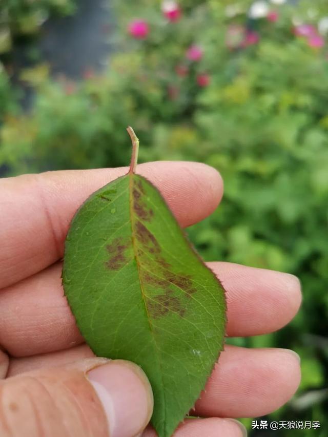 太阳花长白色的虫子是啥原因，太阳花上的白色虫子有什么办法去除（种花好帮手丨这份，先收藏）