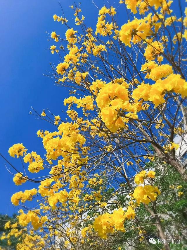 黄铃花的花语，黄铃花的花语与寓意（怀集一角 ， 偶遇黄风铃）