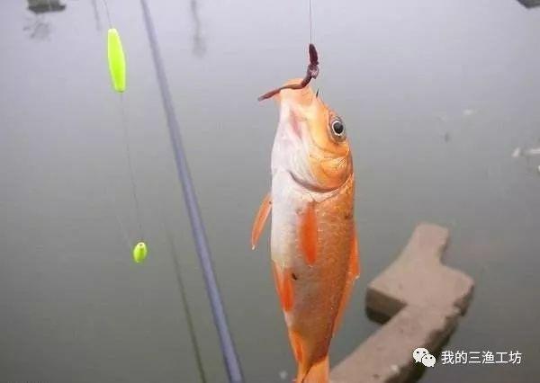 蚯蚓钓鱼最大忌讳，蚯蚓钓鱼最大忌讳是什么（蚯蚓钓鱼有什么技巧和禁忌）