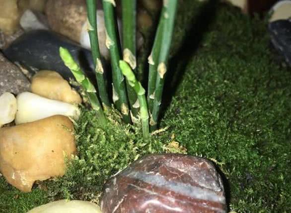 文竹盆栽的养殖方法，文竹的养法（养文竹牢记“5技巧”）