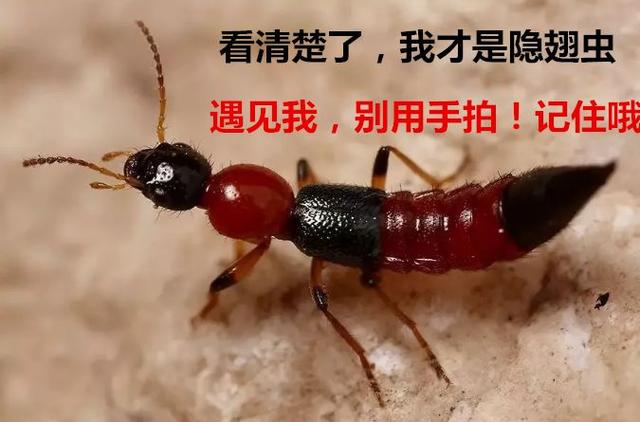 隐翅虫在床上爬了还能睡吗，家里为什么会有隐翅虫（妈妈用3分钟处理法救了娃）