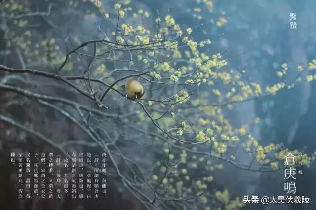  惊蛰节气介绍，二十四节气丨惊蛰 