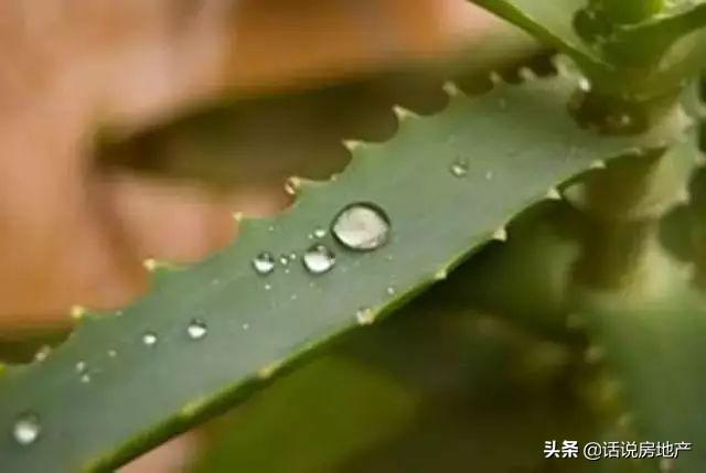 房间如何防虫，房间如何驱虫防虫（蚊子一个夏天不敢进房间）