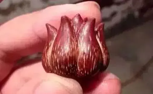 滴血莲花有何作用，滴血莲花对人有什么好处（能吃能玩儿太有趣）