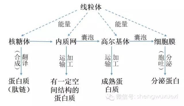 液泡是细胞器吗，液泡为什么是细胞器（以及细胞器之间的协调配合）