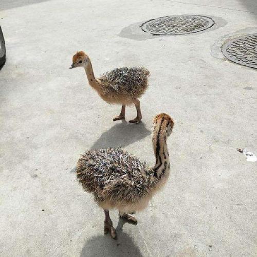 养什么动物不吵不脏不臭，新手养什么动物不吵不脏不臭（很真实、客观、很有用）